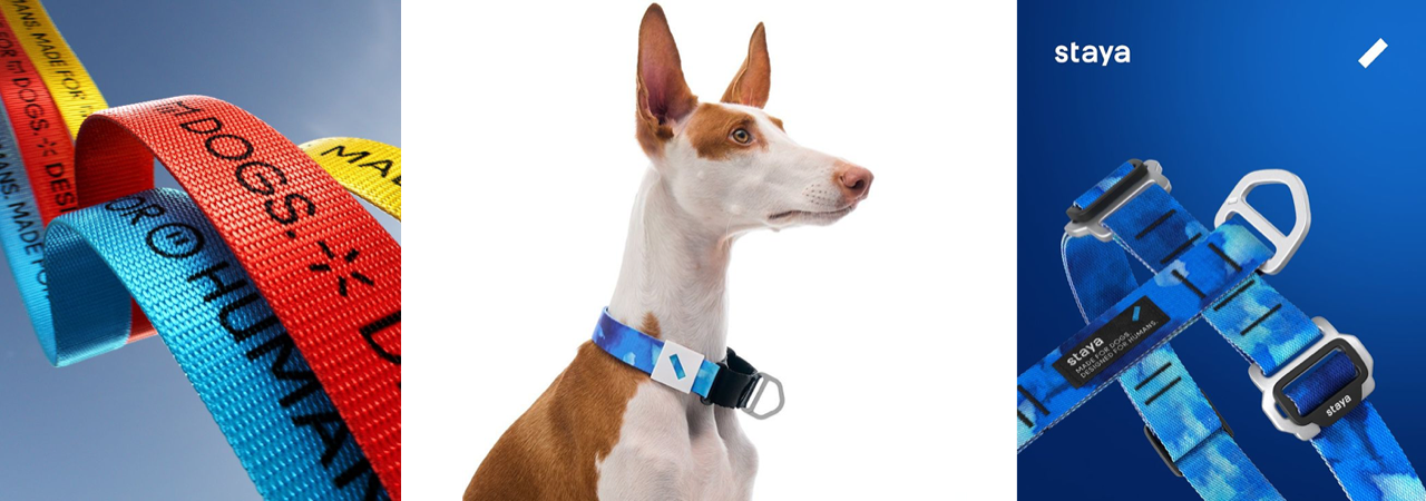 staya leash and harness laid out in blue